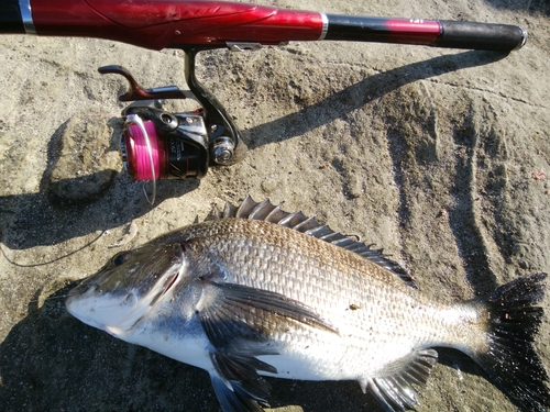 クロダイの釣果