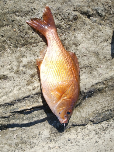 ウミタナゴの釣果