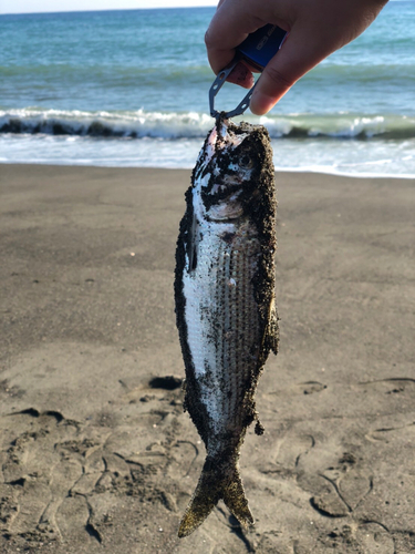 コノシロの釣果