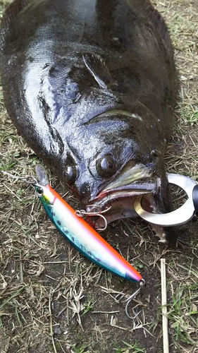 ヒラメの釣果