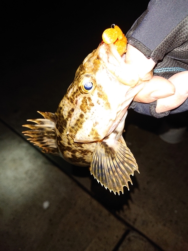 タケノコメバルの釣果