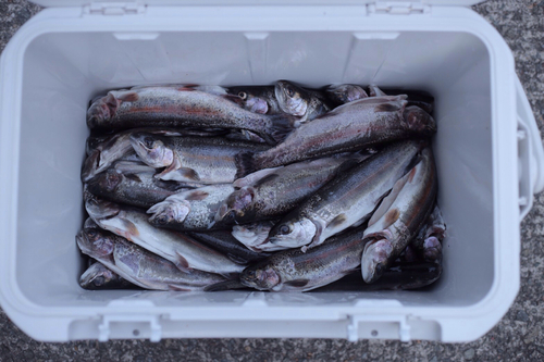 ニジマスの釣果