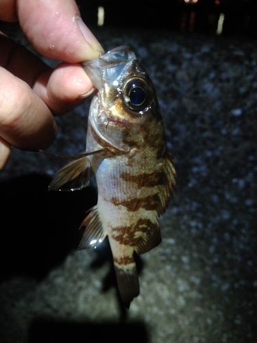 メバルの釣果