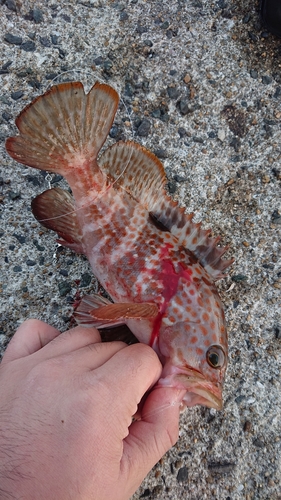 アコウの釣果