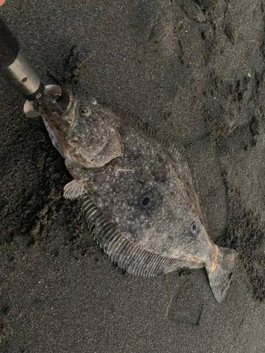 ヒラメの釣果