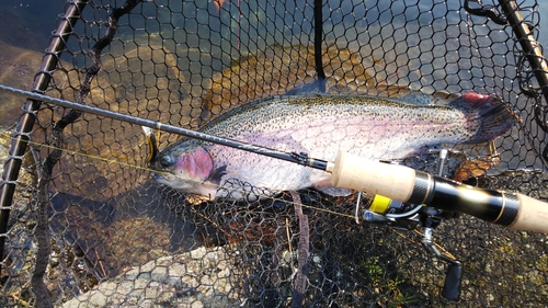 ニジマスの釣果