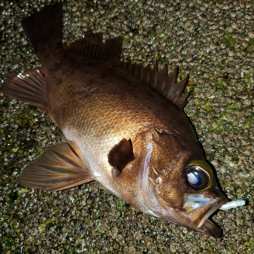 メバルの釣果