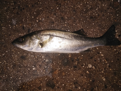 セイゴ（タイリクスズキ）の釣果