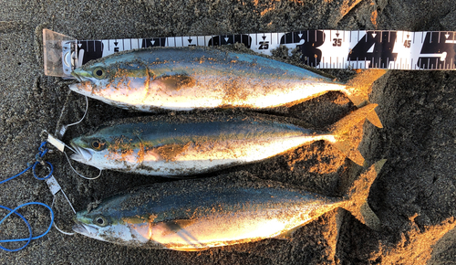 ワカナゴの釣果