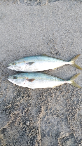 イナダの釣果