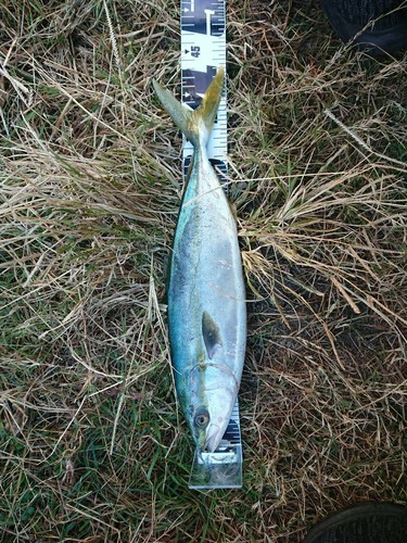 イナダの釣果