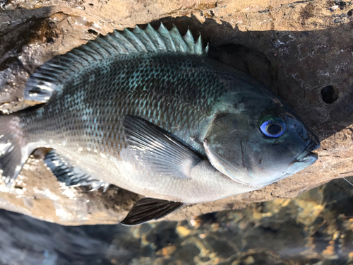 メジナの釣果