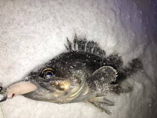 クロソイの釣果