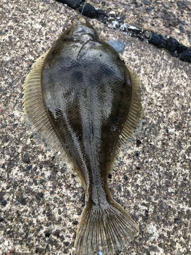 カレイの釣果