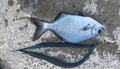 ダツの釣果