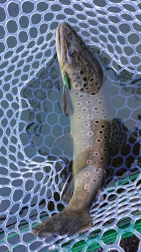 ブラウントラウトの釣果