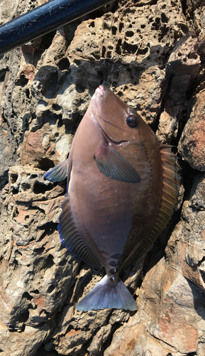 サンノジの釣果