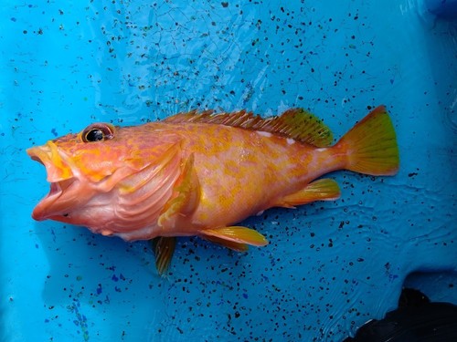 アヤメカサゴの釣果