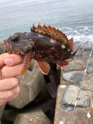 カサゴの釣果