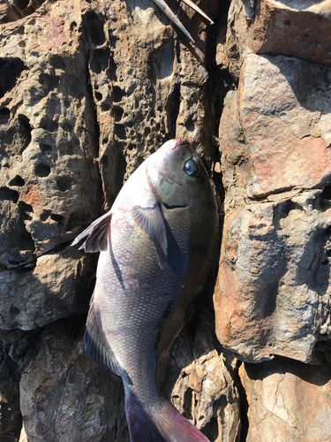 オナガグレの釣果