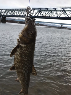 ニゴイの釣果