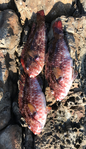 ブダイの釣果