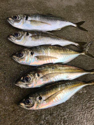 アジの釣果