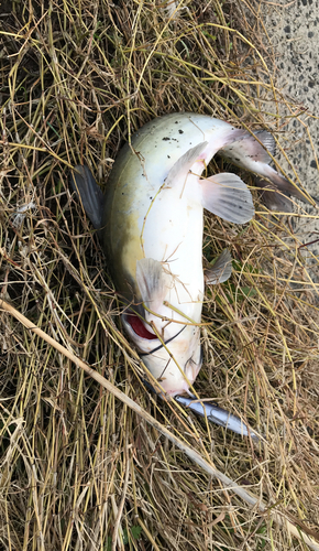 アメリカナマズの釣果