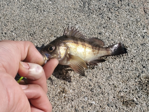 クロメバルの釣果