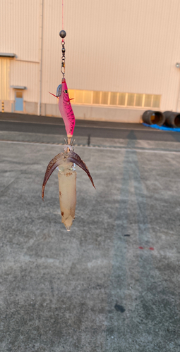 ヒイカの釣果