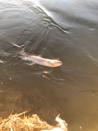 アメマスの釣果