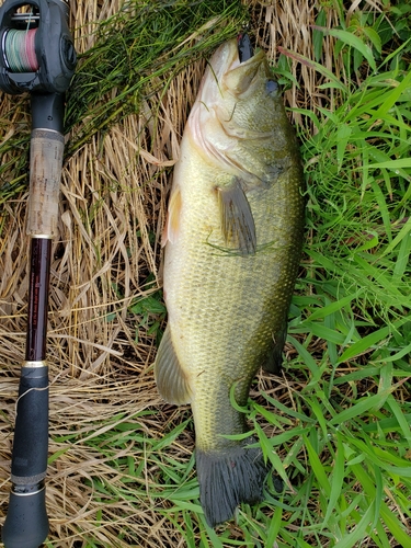 釣果