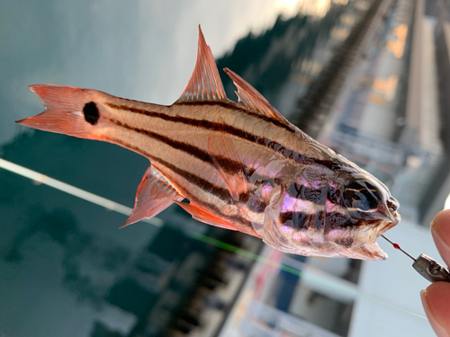 ヨコスジイシモチの釣果