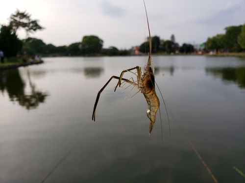 釣果