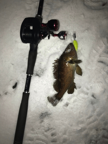 エゾメバルの釣果