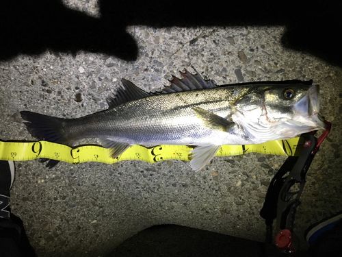 シーバスの釣果