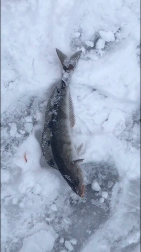 ホッケの釣果