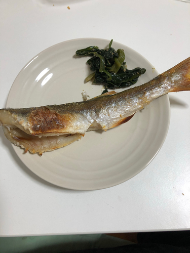 カマスの釣果