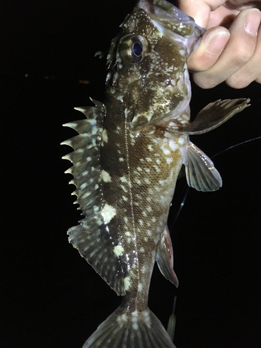 カサゴの釣果