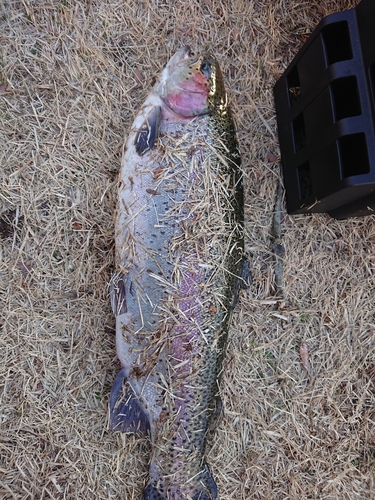 ニジマスの釣果