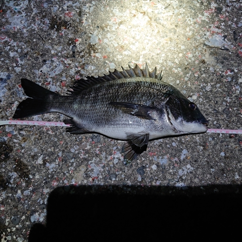 チヌの釣果