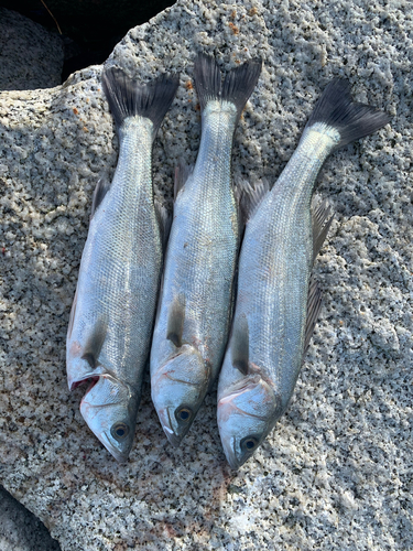 フッコ（ヒラスズキ）の釣果