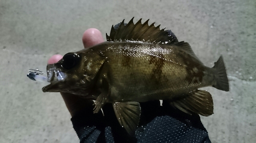 シロメバルの釣果