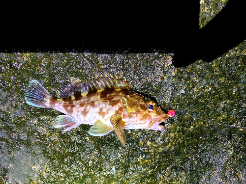 カサゴの釣果