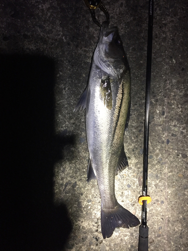 フッコ（マルスズキ）の釣果