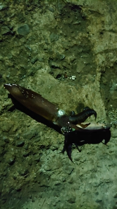 ヒイカの釣果