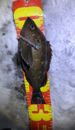 エゾメバルの釣果