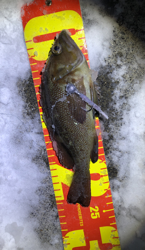 エゾメバルの釣果