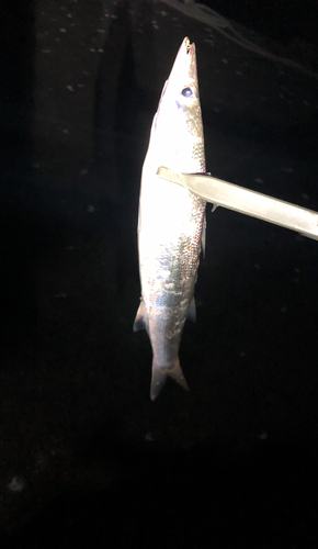 カマスの釣果