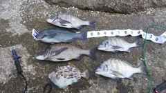 クロダイの釣果